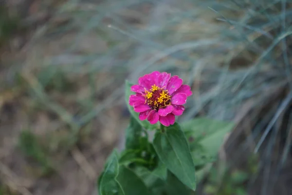 Рожево Фіолетовий Цінні Квітки Цвіте Червні Саду Zinnia Рід Рослин — стокове фото