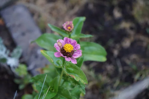 Рожево Фіолетовий Цінні Квітки Цвіте Червні Саду Zinnia Рід Рослин — стокове фото