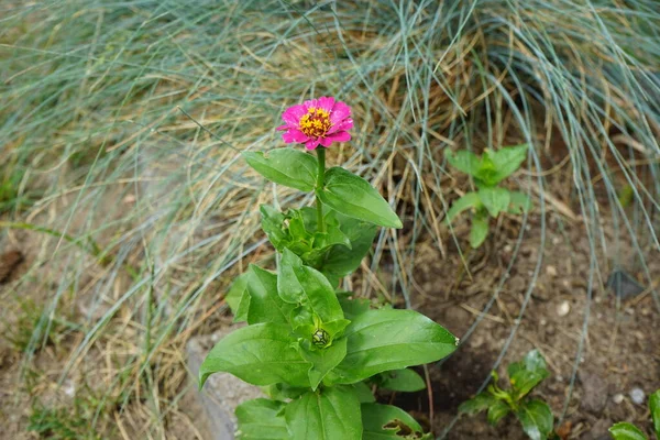 Rosa Púrpura Zinnia Flor Floresce Junho Jardim Zinnia Género Botânico — Fotografia de Stock
