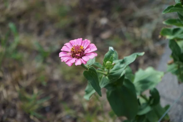 Uma Formiga Rasteja Uma Flor Zinnia Rosa Púrpura Junho Jardim — Fotografia de Stock