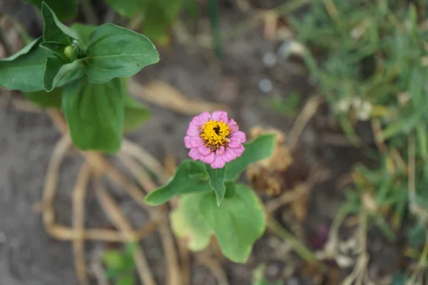 Różowo Fioletowy Kwiat Cynku Kwitnie Czerwcu Ogrodzie Cynnia Rodzaj Roślin — Zdjęcie stockowe