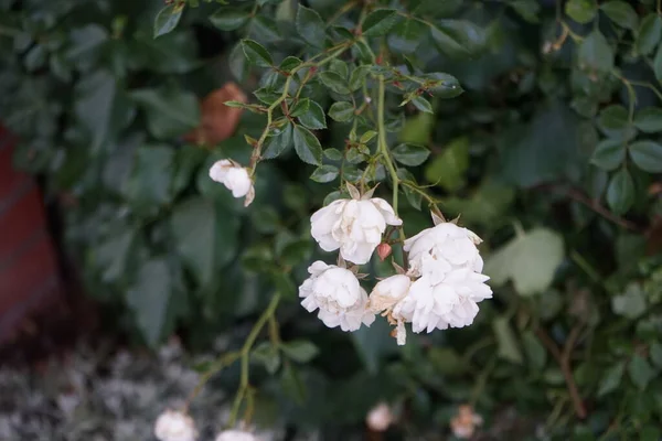 Krzew Róży Białymi Kwiatami Kwitnie Czerwcu Tle Liści Hedera Helix — Zdjęcie stockowe