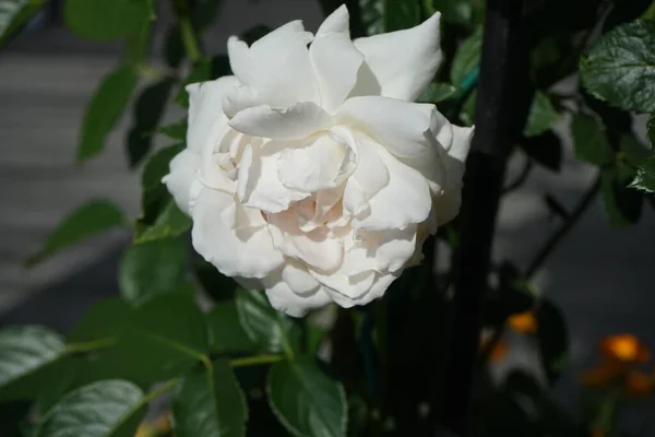 Αναρρίχηση Αυξήθηκε Λευκά Λουλούδια Ανθίζει Τον Ιούνιο Στον Κήπο Τριαντάφυλλο — Φωτογραφία Αρχείου