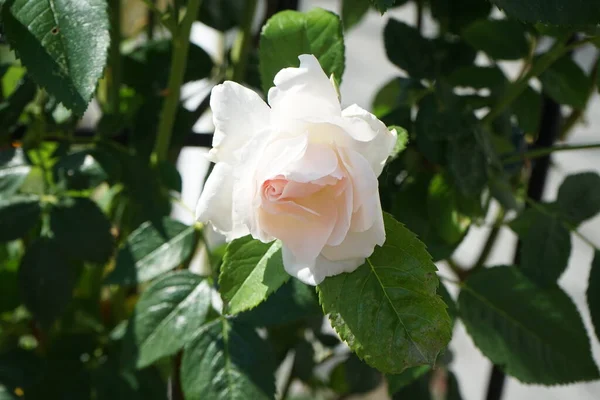 Wspinaczka Róża Białymi Kwiatami Kwitnie Czerwcu Ogrodzie Rose Jest Drzewiastą — Zdjęcie stockowe