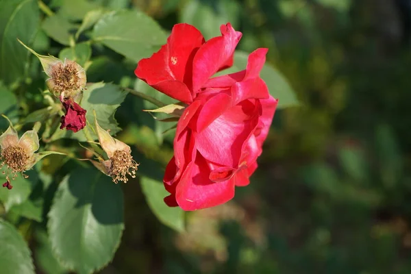 花园里爬满了红花的玫瑰 玫瑰是蔷薇属的一种木质多年生开花植物 属于蔷薇科 德国柏林 — 图库照片
