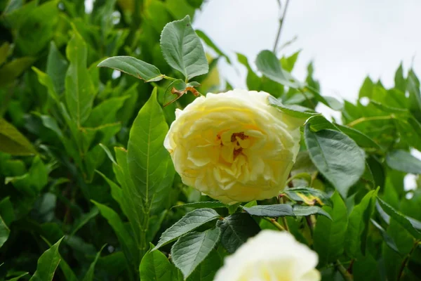 Wspinaczka Róża Elfa Kwiatami Kremu Kwitnie Ogrodzie Czerwcu Rose Jest — Zdjęcie stockowe