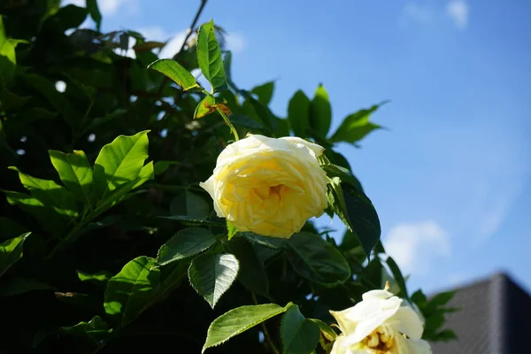 Αναρρίχηση Τριαντάφυλλο Elfe Λουλούδια Κρέμα Ανθίζει Στον Κήπο Τον Ιούνιο — Φωτογραφία Αρχείου