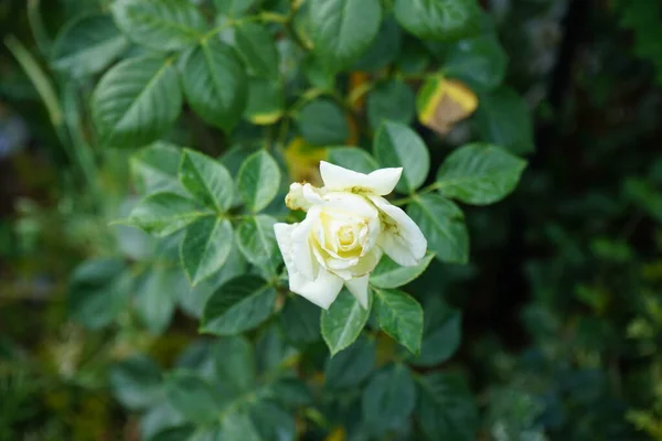 Die Kletterrose Elfe Mit Cremefarbenen Blüten Blüht Juni Garten Rose — Stockfoto