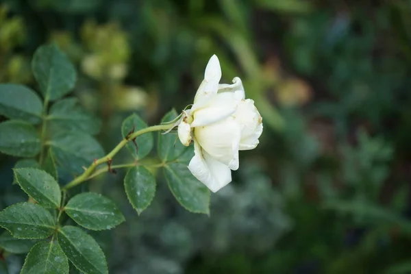 Wspinaczka Róża Elfa Kwiatami Kremu Kwitnie Ogrodzie Czerwcu Rose Jest — Zdjęcie stockowe