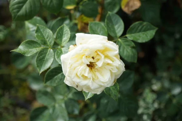 Haziran Bahçede Krema Çiçekleri Açan Gül Elfe Rose Rosaceae Familyasından — Stok fotoğraf