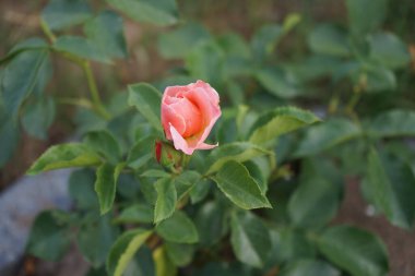 Floribunda gül çalısı Haziran ayında portakal çiçekleriyle çiçek açar. Rose, Rosaceae familyasından, Rosa cinsine ait uzun ömürlü bir çiçek bitkisidir. Berlin, Almanya