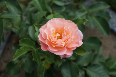 Haziran 'da Rosa Floribunda' Marie Curie 'çiçeğinin üzerinde bir karınca emekler. Karıncalar Formicidae familyasının gerçek böcekleridir. Berlin, Almanya