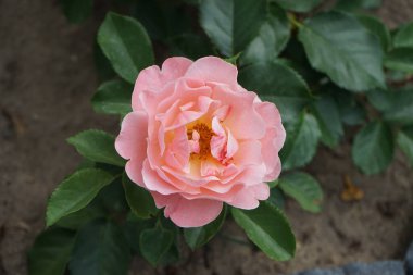 Floribunda 'Marie Curie' çiçekleri Haziran 'da turunculaşır. Rose, Rosaceae familyasından, Rosa cinsine ait uzun ömürlü bir çiçek bitkisidir. Berlin, Almanya