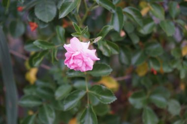 Bahçede pembe çiçekli bir gül çalısı açar. Rose, Rosaceae familyasından, Rosa cinsine ait uzun ömürlü bir çiçek bitkisidir. Berlin, Almanya 