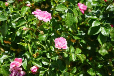 Zemin kapağı 'Palmengarten Frankfurt', Kordes 1988, geniş çalılık büyüdü ve 80 cm 'ye kadar yükseldi. Parlak pembe çiçekleri iki kat zengindir. Berlin, Almanya 