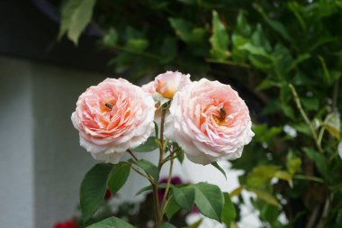 Avrupa bal arıları Haziran ayında İngiliz gülü 