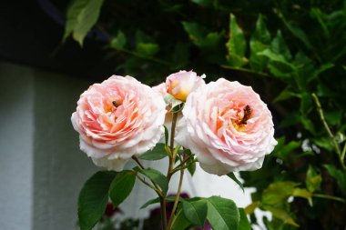 Avrupa bal arıları Haziran ayında İngiliz gülü 