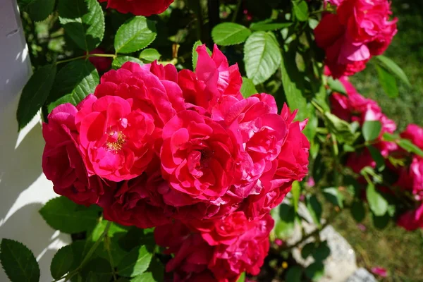 Спортивний Кущ Троянд Рожево Червоними Квітами Розквітає Саду Червні Rose — стокове фото