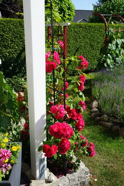 Arbusto Rosa Escalada Com Flores Rosa Vermelhas Floresce Jardim Junho — Fotografia de Stock