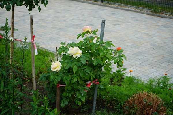 Rosa Híbrida Gloria Dei Florece Junio Jardín Rose Una Planta — Foto de Stock