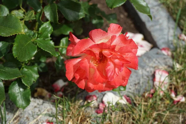 Rose Variety Claude Monet Syn Jacdesa Red Yellow Creamy White — Stock Photo, Image