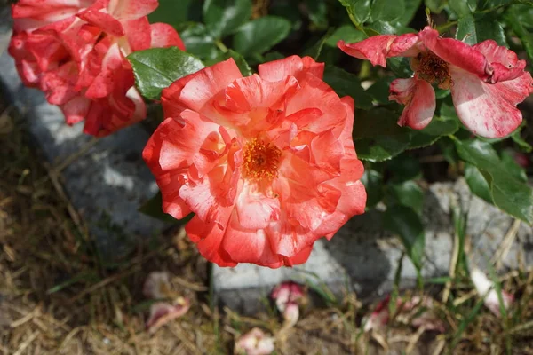 バラの品種 クロード Jacdesa ジャック クリステンセン Jack Christensen が育種した赤 クリーミーホワイトのストライプハイブリッドティーローズです ドイツ — ストック写真