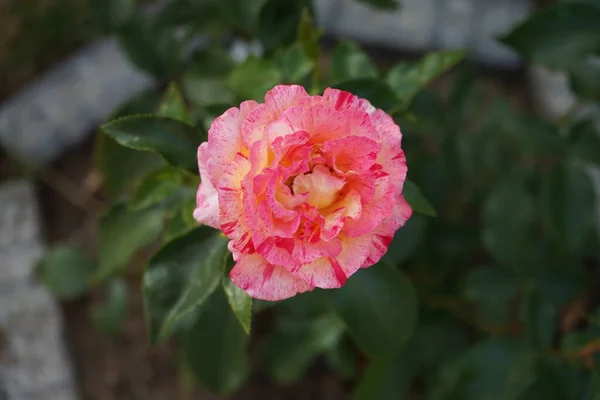 Róża Malarska Camille Pissarro Syn Delstricol Rainbow Nation Jest Czerwona — Zdjęcie stockowe