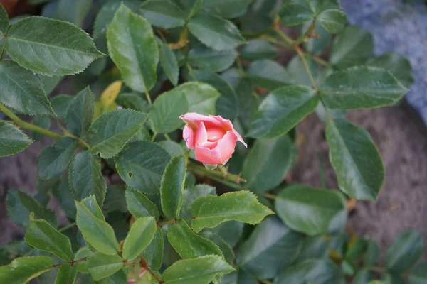 Floribunda Róża Marie Curie Kwitnie Pomarańczowy Czerwcu Rose Jest Drzewiastą — Zdjęcie stockowe