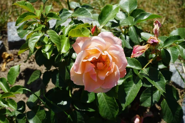 Флорібунда Розцвіла Оранжевим Квітом Марії Кюрі Червні Rose Дерев Яна — стокове фото