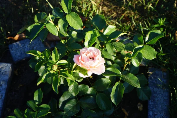 Uma Joaninha Senta Uma Rosa Floribunda Marie Curie Junho Coccinellidae — Fotografia de Stock
