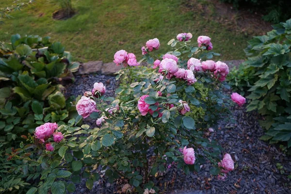 庭には6月にピンクの花を持つバラの茂みが咲きます ローズは ロサ科のロサ属の木質多年草の開花植物です ドイツ ベルリン — ストック写真