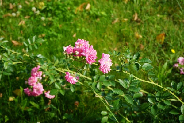 Rosal Con Flores Rosadas Florece Junio Jardín Rose Una Planta — Foto de Stock