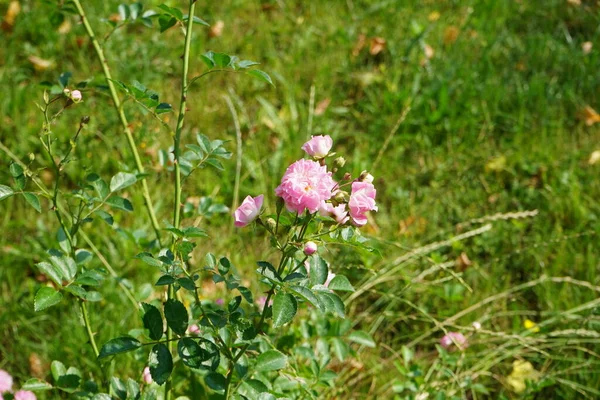 Ein Rosenstrauch Mit Rosa Blüten Blüht Juni Garten Rose Ist — Stockfoto
