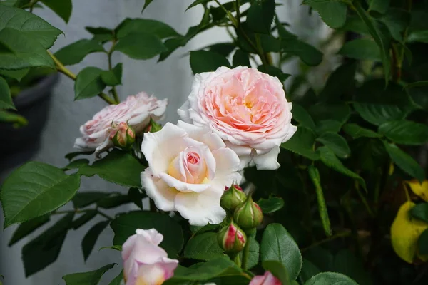Английская Роза Джеймс Голуэй Выращенная Дэвидом Остином Цветет Июне Потрясающе — стоковое фото