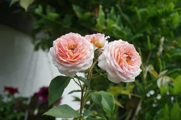 Европейские Пчелы Собирают Нектар Цветов Английской Розы James Galway Июне — стоковое фото