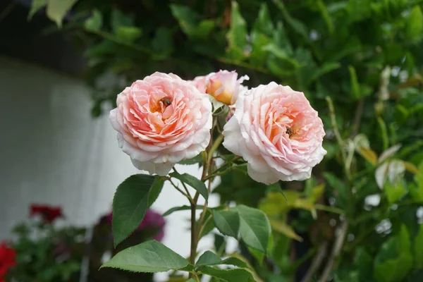 Les Abeilles Européennes Recueillent Nectar Des Fleurs Rose Anglaise James — Photo