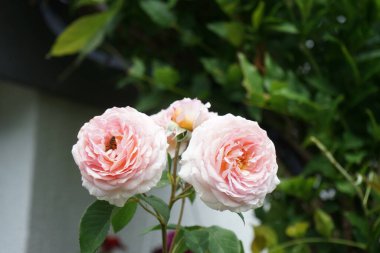 Haziran 'da İngiliz gülü 