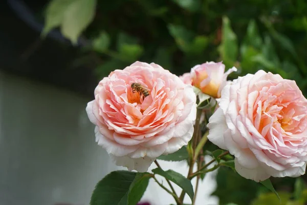 stock image A European honey bee is found on the English rose 