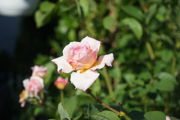 英国玫瑰 James Galway 由David Austin在六月培育 美丽的玫瑰花环 芬芳芬芳 德国柏林 — 图库照片