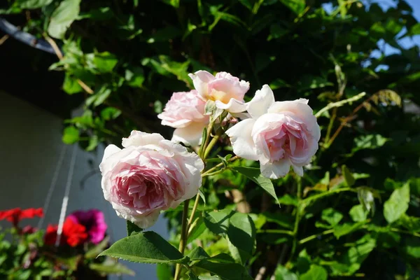 Rosa Inglesa James Galway Criada Por David Austin Floresce Junho — Fotografia de Stock