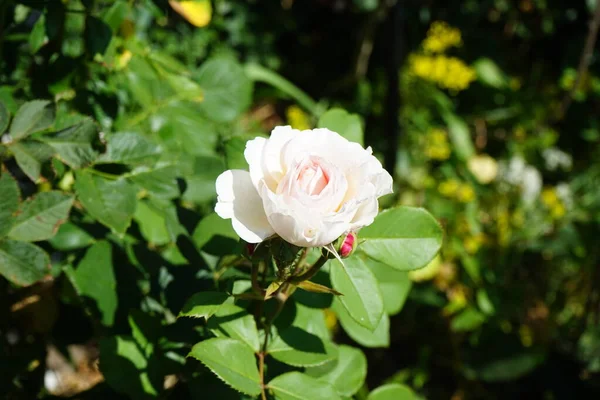 Angielska Róża James Galway Wyhodowana Przez Davida Austina Kwitnie Czerwcu — Zdjęcie stockowe