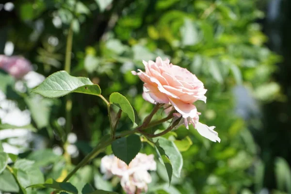 英語の James Galway が6月にDavid Austinによって育種されました おいしい香りと印象的な美しいロゼットの花 ドイツ ベルリン — ストック写真