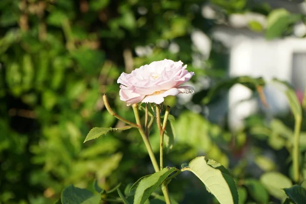 David Austin Tarafından Yetiştirilen Ngiliz Gülü James Galway Haziran Çiçek — Stok fotoğraf