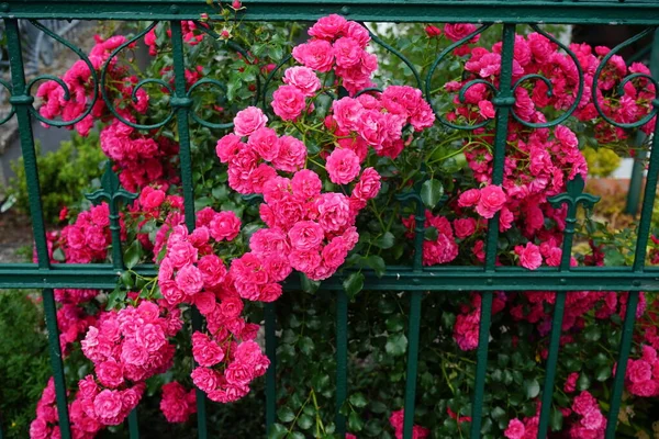 Poblíž Zeleného Kovového Plotu Červnu Kvete Růžovo Červené Květy Rose — Stock fotografie