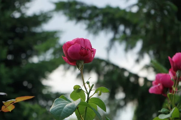 Кущ Троянд Рожево Червоними Квітами Цвіте Червні Саду Rose Дерев — стокове фото