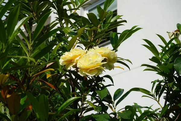 Ein Rosenstrauch Mit Gelben Blüten Blüht Juni Garten Rose Ist — Stockfoto