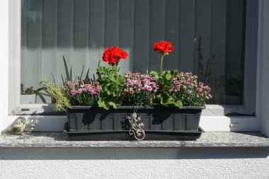 Ayakta duran sardunyalar, Pelargonium hororum, ve Dianthus caryophyllus 'un Pembe Öpücükler' i haziran ayında bir çiçek kutusunda çiçek açıyor. Pelargonium hororum, sardunya, bahçe sardunyası, Pelargonium 'un bir hiçliği. Berlin, Almanya