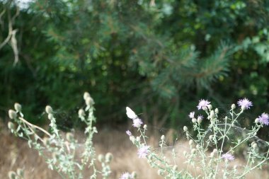 Kelebek Melanargia galaksisi Haziran 'da Centaurea stoebe çiçeklerinin üzerinde uçar. Melanargia gökadası, Nymphalidae familyasından orta büyüklükte bir kelebektir. Berlin, Almanya 