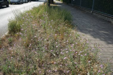 Centaurea stoebe Haziran 'da vahşi doğada mor çiçeklerle çiçek açar. Centaurea stoebe ya da benekli knapweed, Centaurea cinsinin bir türüdür. Berlin, Almanya