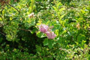 Spiraea salicifolia haziranda pembe açar. Spiraea salicifolia, (solucangiller (Rosaceae) familyasından bir bitki türü. Berlin, Almanya 